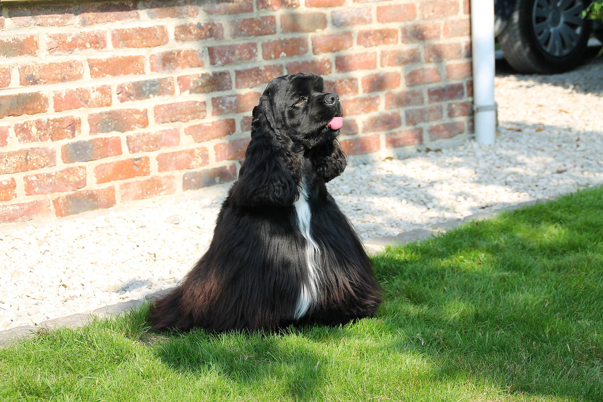 Jazz a rejoint le concours — aidez-le/la à gagner de superbes lots ! afghan_hound, american_cocker_spaniel, canidae, carnivore, cocker_spaniel, companion_dog, dog, dog_breed, english_cocker_spaniel, field_spaniel, german_spaniel, grass, mammal, russian_spaniel, spaniel, sporting_group, vertebrate