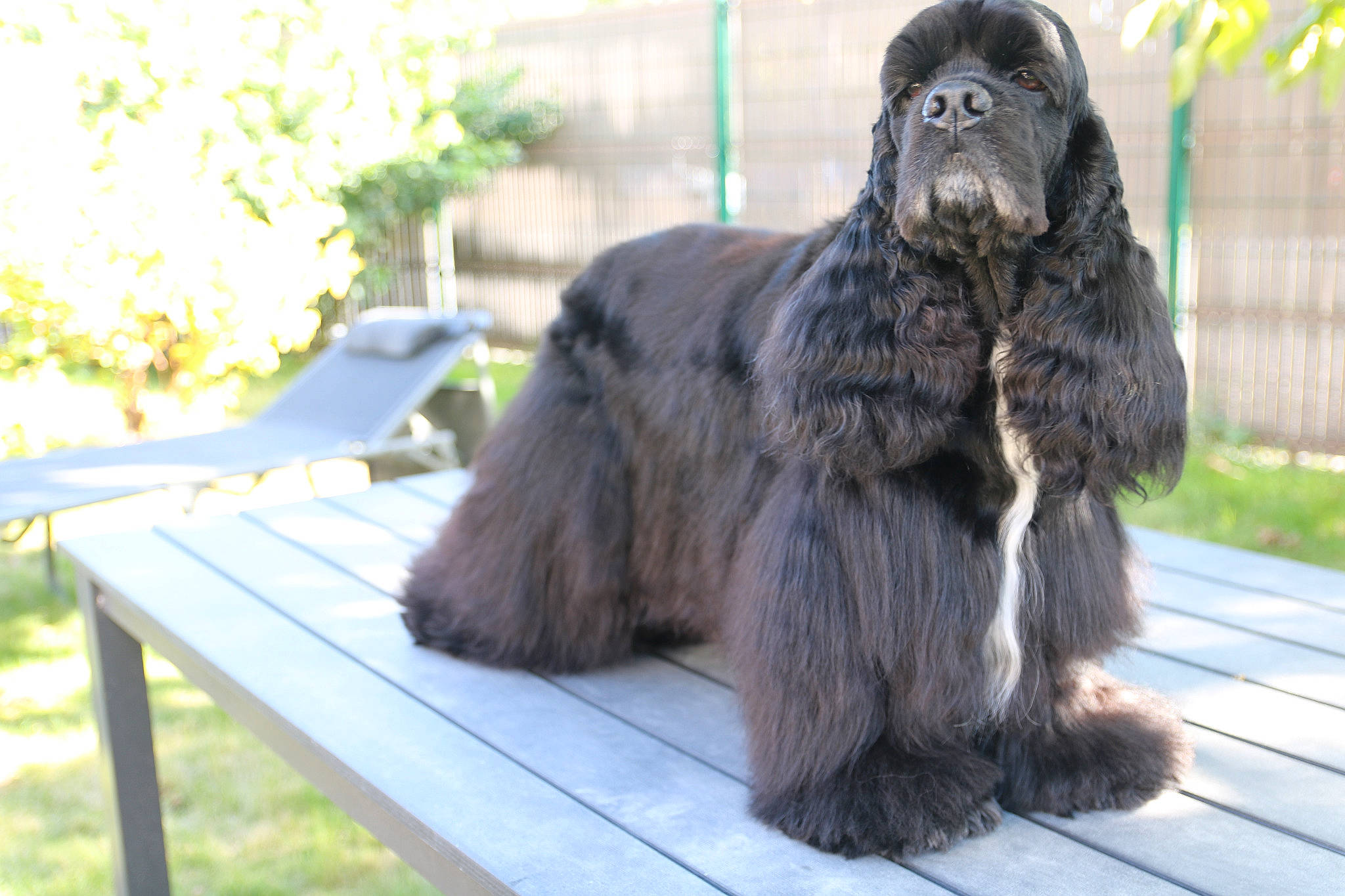 Jazz participe au concours pour gagner de l'argent avec cette photo : american_cocker_spaniel, canidae, carnivore, cocker_spaniel, companion_dog, dog, dog_breed, mammal, rare_breed_dog, snout, spaniel, sporting_group, terrier, vertebrate