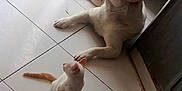 Shanks participe au concours pour gagner de l'argent avec cette photo : dog, cat, kitten, indoor, tile_floor, door, white_dog, small_cat, pet, animal, floor, sunlight, curious, resting, ears, tail, looking_up, domestic, companion, quiet