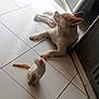 dog, cat, kitten, indoor, tile_floor, door, white_dog, small_cat, pet, animal, floor, sunlight, curious, resting, ears, tail, looking_up, domestic, companion, quiet