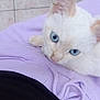 cat, white_cat, blue_eyes, close_up, pet, indoor, floor_tiles, lavender_clothing, curious, resting, animal, feline, cute, young_cat, whiskers, paw, nose, fur, soft, domestic_animal