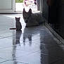 kitten, dog, indoor, tiled_floor, reflection, open_door, tricycle, childrens_toy, greenery, shadow, pet, animal, floor, relaxing, companion, playful, quiet, home, daylight, resting