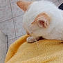 Shanks a rejoint le concours — aidez-le/la à gagner de superbes lots ! cat, white_cat, orange_cat, pet, fur, animal, resting, sleeping, cozy, yellow_sweater, knitwear, floor_tiles, indoor, paw, ear, close_up, feline, cute, relaxed, domestic
