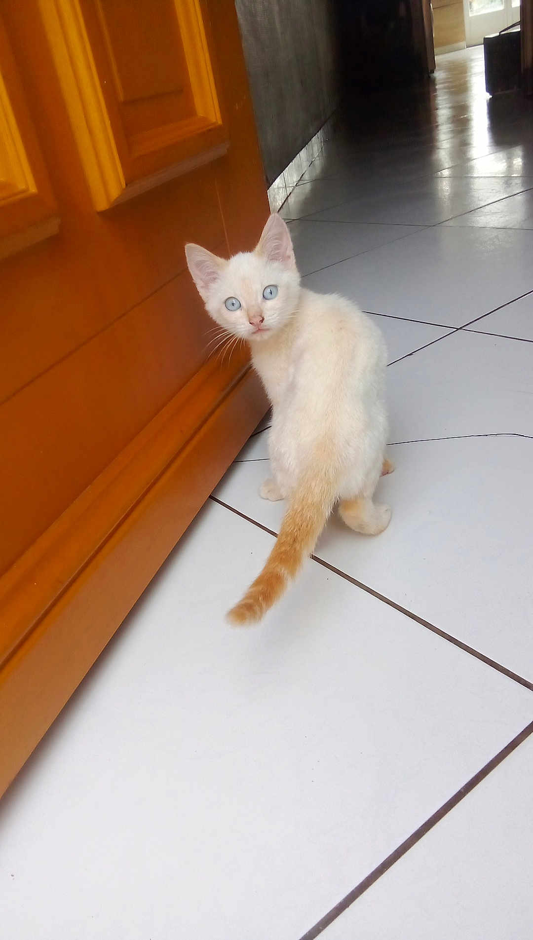 Shanks a rejoint le concours — aidez-le/la à gagner de superbes lots ! kitten, cat, blue_eyes, curious, wooden_cabinet, white_tiles, floor, indoor, pet, small_animal, tail, fur, whiskers, animal, young_cat, domestic_cat, looking_back, hallway, house, cute
