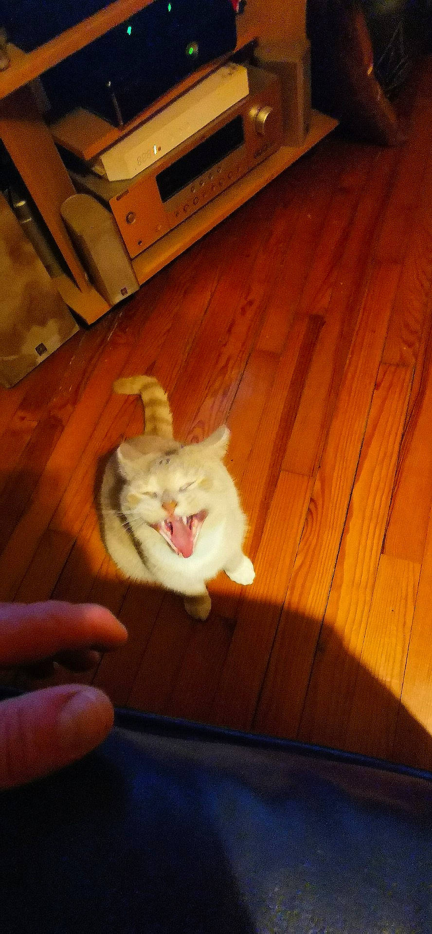 Pitchoune a rejoint le concours — aidez-le/la à gagner de superbes lots ! american_curl, burmilla, carnivore, cat, felidae, floor, flooring, fur, hardwood, kitten, mouth, small_to_medium_sized_cats, tail, turkish_van, whiskers, wood, wood_stain