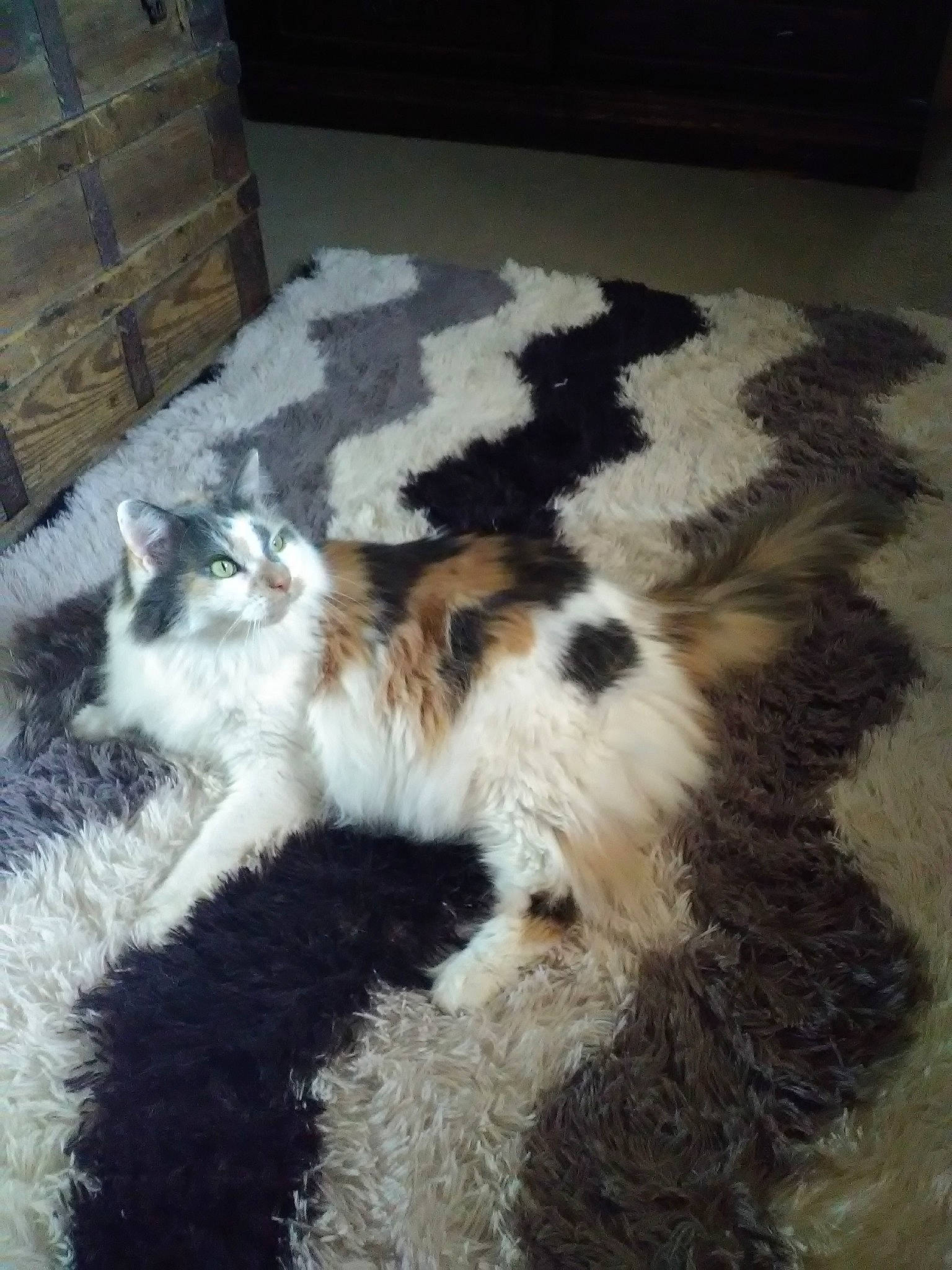 Fancy joined the competition — help win amazing prizes! carnivore, cat, claw, companion_dog, domestic_short_haired_cat, event, fawn, felidae, flooring, fur, hardwood, paw, small_to_medium_sized_cats, snout, tail, terrestrial_animal, whiskers, wood