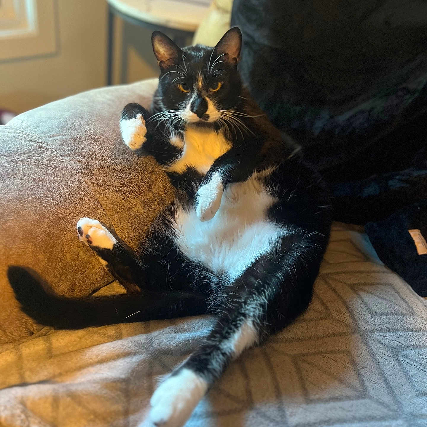 Goober joined the competition — help win amazing prizes! abyssinian, animal, bed, bedroom, blanket, cat, chair, couch, cushion, furniture, hardwood, homedecor, indoors, kitten, manx, person, pet, quilt, room, sleeping