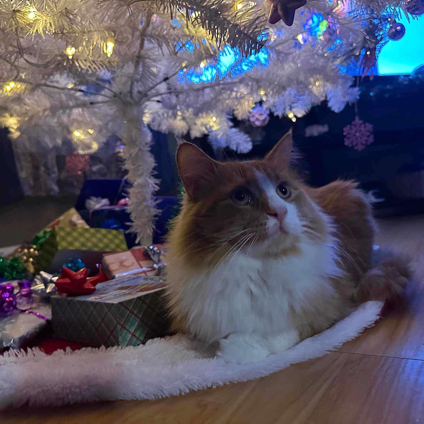 Saturn is registered to the contest to win money with this photo: animal, architecture, building, cat, christmas, christmasdecorations, christmastree, couch, festival, furniture, hardwood, indoors, kitten, lighting, livingroom, pet, plant, room, tree, wood