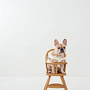 Stone joined the competition — help win amazing prizes! dog, french_bulldog, high_chair, wooden_chair, pet_clothing, indoor, minimalist, white_background, animal, pet, sitting, brown, cute, small_dog, portrait, studio, isolated, cozy, young_dog, serious