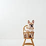 dog, french_bulldog, high_chair, wooden_chair, pet_clothing, indoor, minimalist, white_background, animal, pet, sitting, brown, cute, small_dog, portrait, studio, isolated, cozy, young_dog, serious