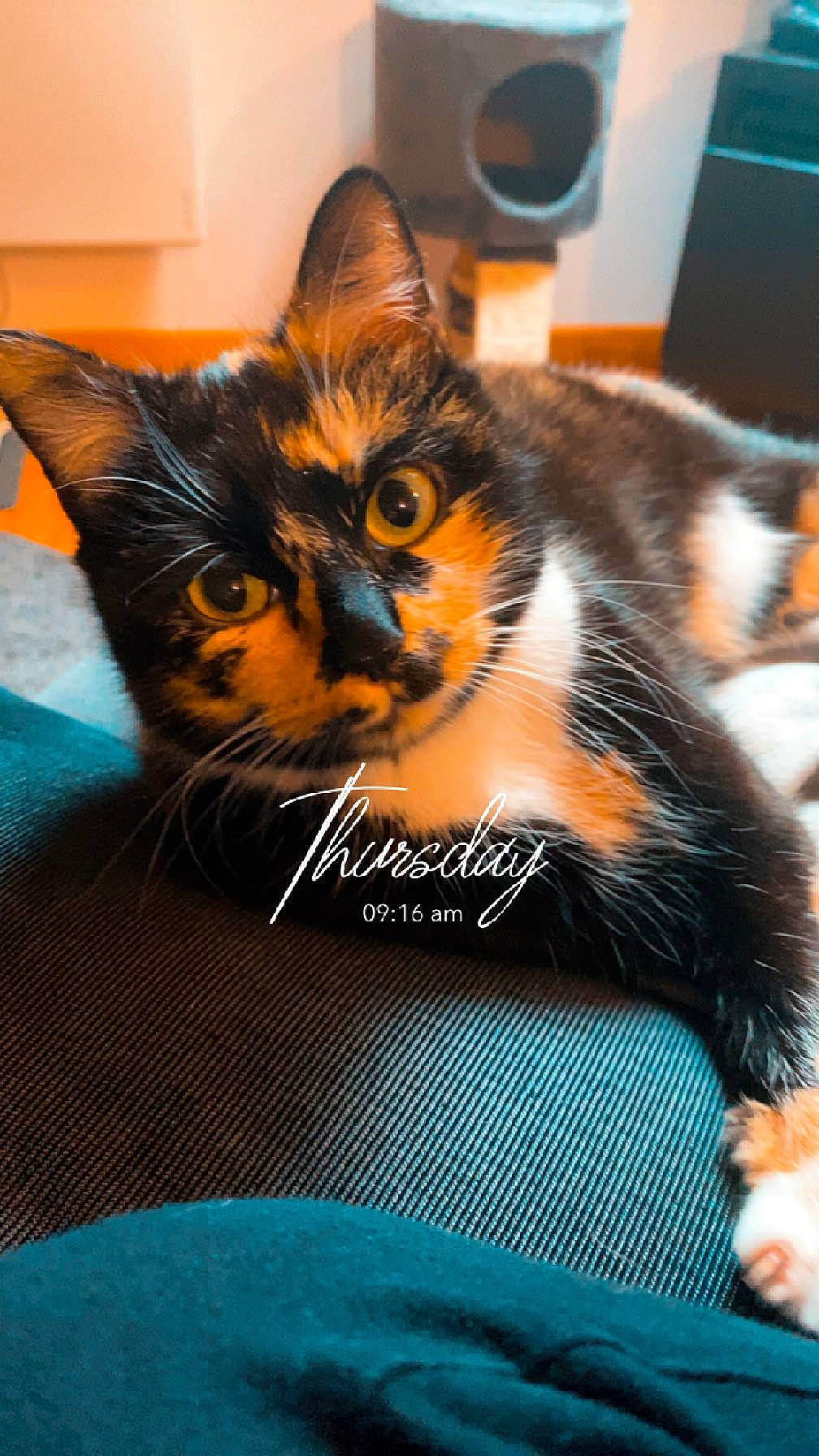 Nala participe au concours pour gagner de l'argent avec cette photo : carnivore, cat, claw, comfort, domestic_short_haired_cat, electric_blue, felidae, fur, iris, paw, sitting, small_to_medium_sized_cats, snout, tail, whiskers, window