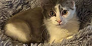 Shoogie is registered to the contest to win money with this photo: kitten, cat, animal, pet, feline, fluffy, blanket, cozy, fur, whiskers, ears, cute, indoor, resting, soft, comfort, young, domestic, closeup, portrait