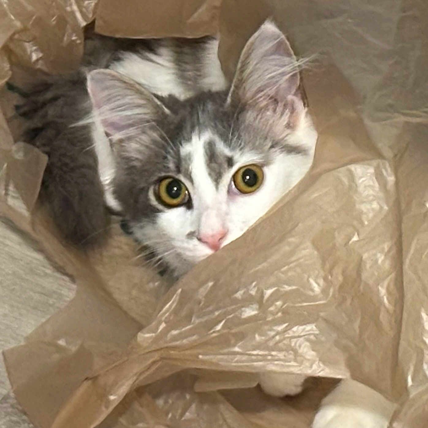 Shoogie joined the competition — help win amazing prizes! animal, cat, close_up, curious, cute, domestic_cat, ears, fur, gray, household, indoor, looking, mischievous, paws, pet, plastic_bag, playful, whiskers, white, wide_eyes