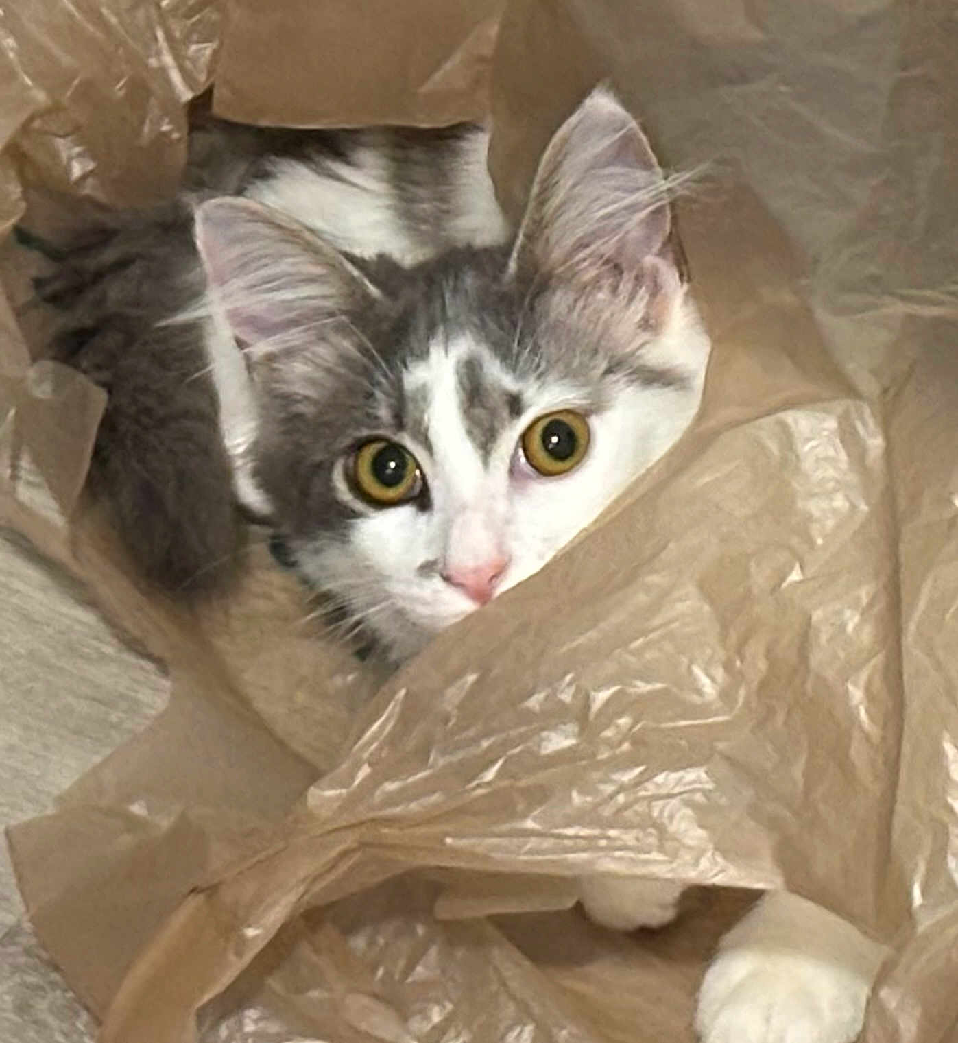 Shoogie joined the competition — help win amazing prizes! cat, plastic_bag, curious, pet, animal, whiskers, ears, fur, playful, indoor, close_up, wide_eyes, cute, mischievous, looking, paws, white, gray, domestic_cat, household