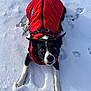 Nala joined the competition — help win amazing prizes! dog, snow, red_jacket, black_and_white, pet, animal, outdoor, winter, playful, paw_prints, fur, canine, cold, laying_down, curious, attentive, nature, walk, adventure, cute