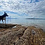 Nala joined the competition — help win amazing prizes! dog, black_and_white, rock, shoreline, sea, water, cloudy_sky, nature, outdoor, animal, calm, landscape, coast, pet, standing, profile_view, scenic, daytime, sky, horizon