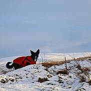 Nala joined the competition — help win amazing prizes! dog, red_jacket, snow, outdoor, hill, grass, winter, animal, canine, nature, sky, cold, landscape, pet, fur, alert, walking, field, daytime, scenery