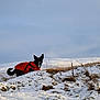 dog, red_jacket, snow, outdoor, hill, grass, winter, animal, canine, nature, sky, cold, landscape, pet, fur, alert, walking, field, daytime, scenery
