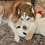 Khloe Hurst joined the competition — help win amazing prizes! dog, siberian_husky, blue_eyes, stuffed_animal, plush_toy, carpet, indoor, pet, animal, lying_down, fur, white, brown, cute, resting, nose, ears, paw, home, cozy