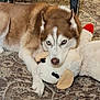 dog, siberian_husky, blue_eyes, stuffed_animal, plush_toy, carpet, indoor, pet, animal, lying_down, fur, white, brown, cute, resting, nose, ears, paw, home, cozy