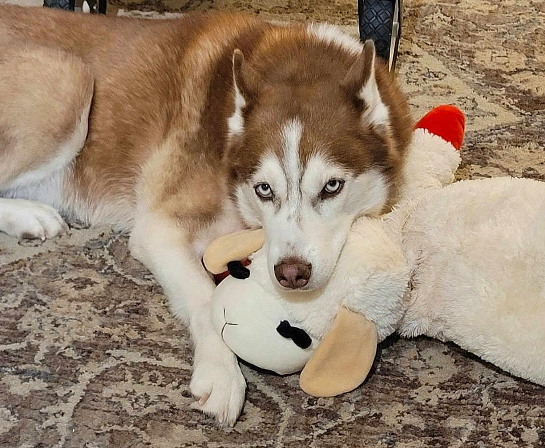 Khloe Hurst joined the competition — help win amazing prizes! dog, siberian_husky, blue_eyes, stuffed_animal, plush_toy, carpet, indoor, pet, animal, lying_down, fur, white, brown, cute, resting, nose, ears, paw, home, cozy