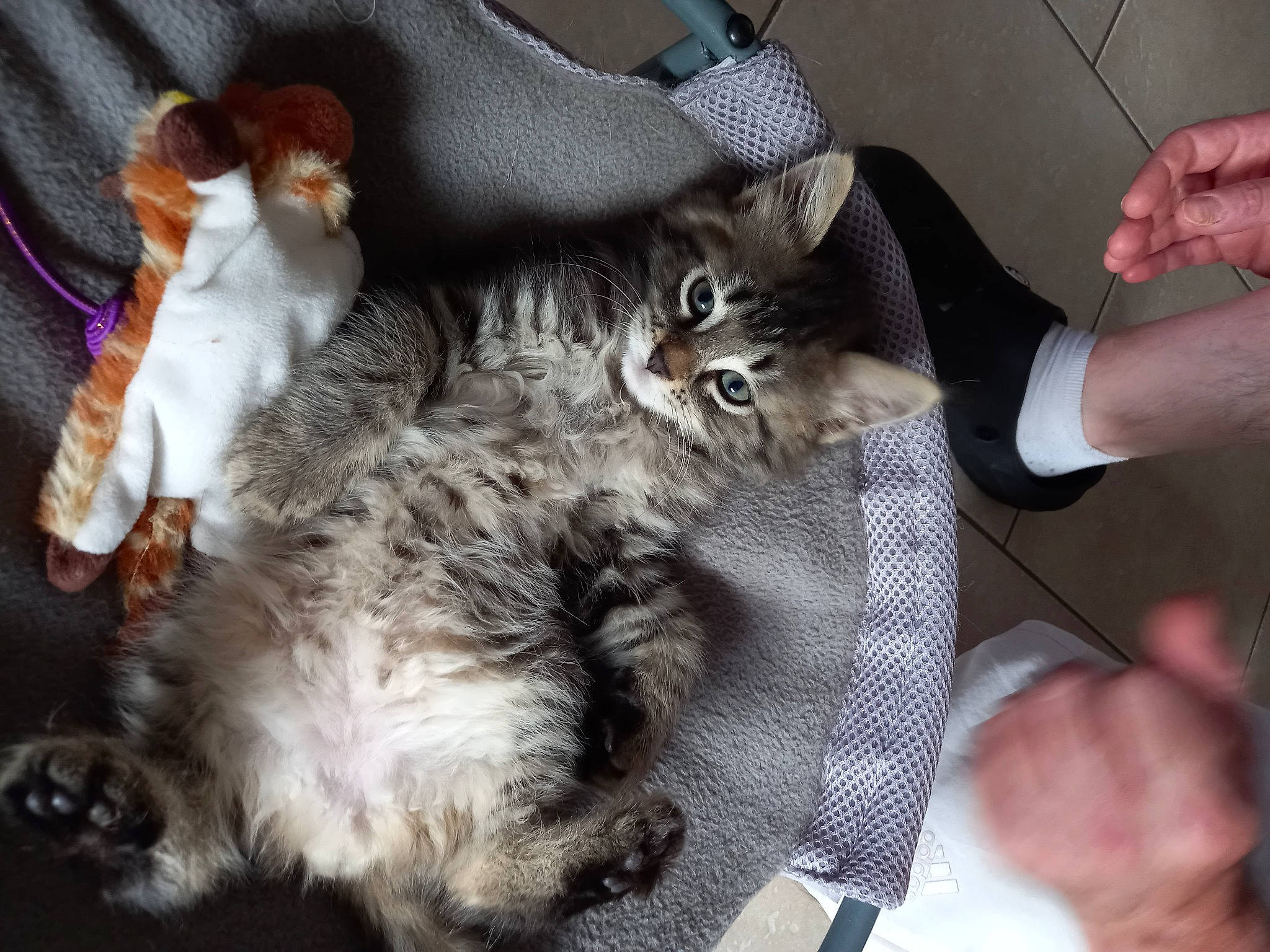 Gyzmo a rejoint le concours — aidez-le/la à gagner de superbes lots ! british_longhair, canidae, carnivore, cat, claw, comfort, companion_dog, dog_breed, domestic_short_haired_cat, fawn, felidae, fur, nail, nap, paw, small_to_medium_sized_cats, sporting_group, tail, whiskers