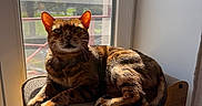 Ulysse participe au concours pour gagner de l'argent avec cette photo : animal, calm, cat, daylight, ears, furniture, home, indoors, nature_outside, pet, relaxing, resting, scratcher, striped, sunlight, tabby, tail, whiskers, window, wood