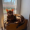 animal, calm, cat, daylight, ears, furniture, home, indoors, nature_outside, pet, relaxing, resting, scratcher, striped, sunlight, tabby, tail, whiskers, window, wood