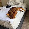 Ulysse participe au concours pour gagner de l'argent avec cette photo : animal, bed, bedding, blanket, cat, comfort, cozy, domestic, feline, fur, furniture, home, indoor, mammal, pet, quiet, relaxation, resting, sleeping, striped
