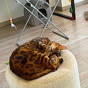 Ulysse participe au concours pour gagner de l'argent avec cette photo : animal, cat, cat_house, cozy, curled_up, cute, drying_rack, feline, fur, home, indoor, mirror, ottoman, pet, relaxation, resting, sleeping, tabby_cat, toy, wood_floor