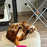 Ulysse a rejoint le concours — aidez-le/la à gagner de superbes lots ! animal, cat, cozy, cute, domestic, drying_rack, feline, floor, fur, home, indoor, litter_box, ottoman, paws, pet, pet_bed, relaxed, resting, toy, wooden_floor