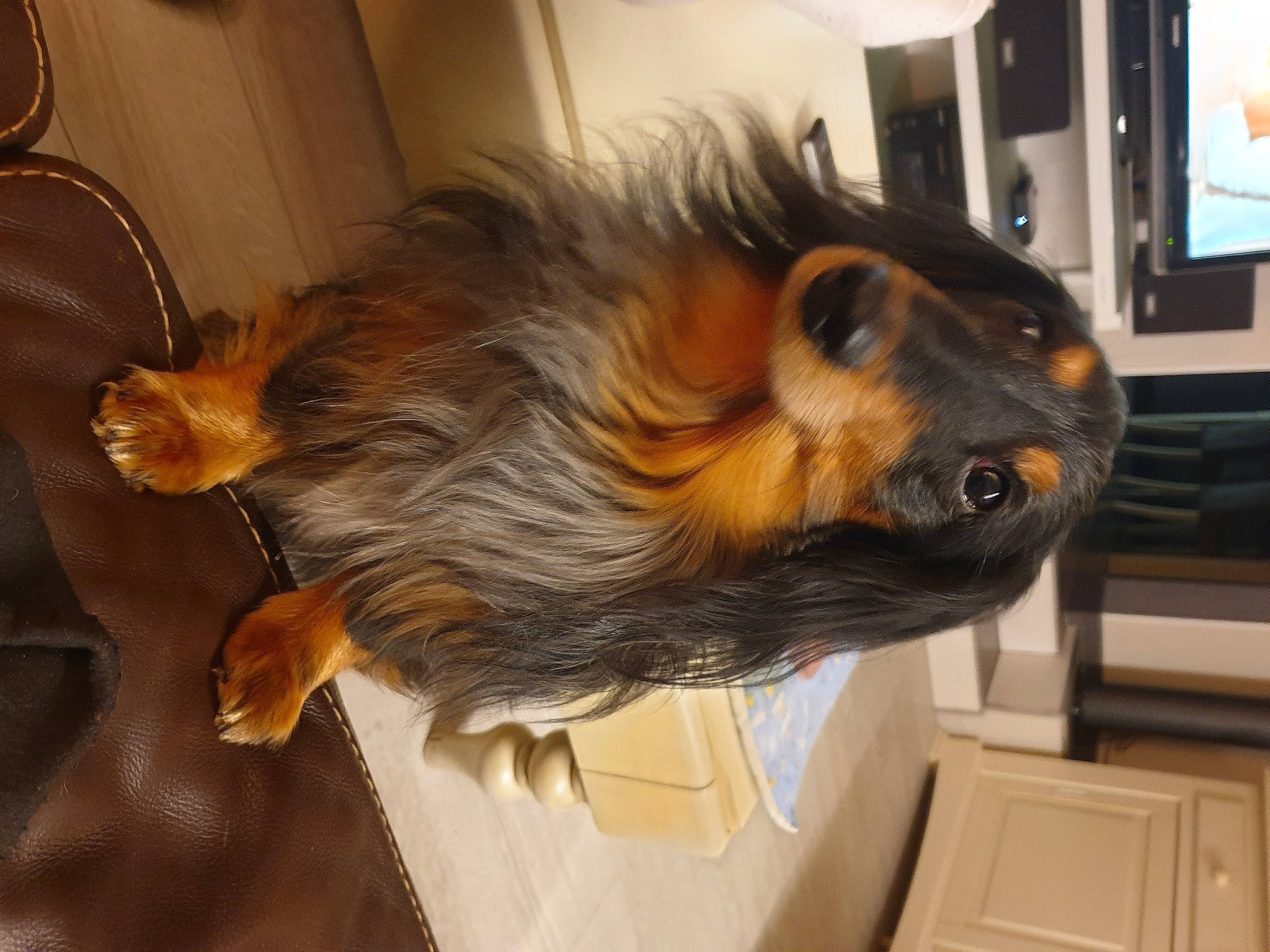 Inox a rejoint le concours — aidez-le/la à gagner de superbes lots ! analog_television, canidae, carnivore, companion_dog, display_device, dog, dog_breed, ear, fawn, feather, fur, liver, mammal, snout, sporting_group, television, television_set, vertebrate, whiskers, wing