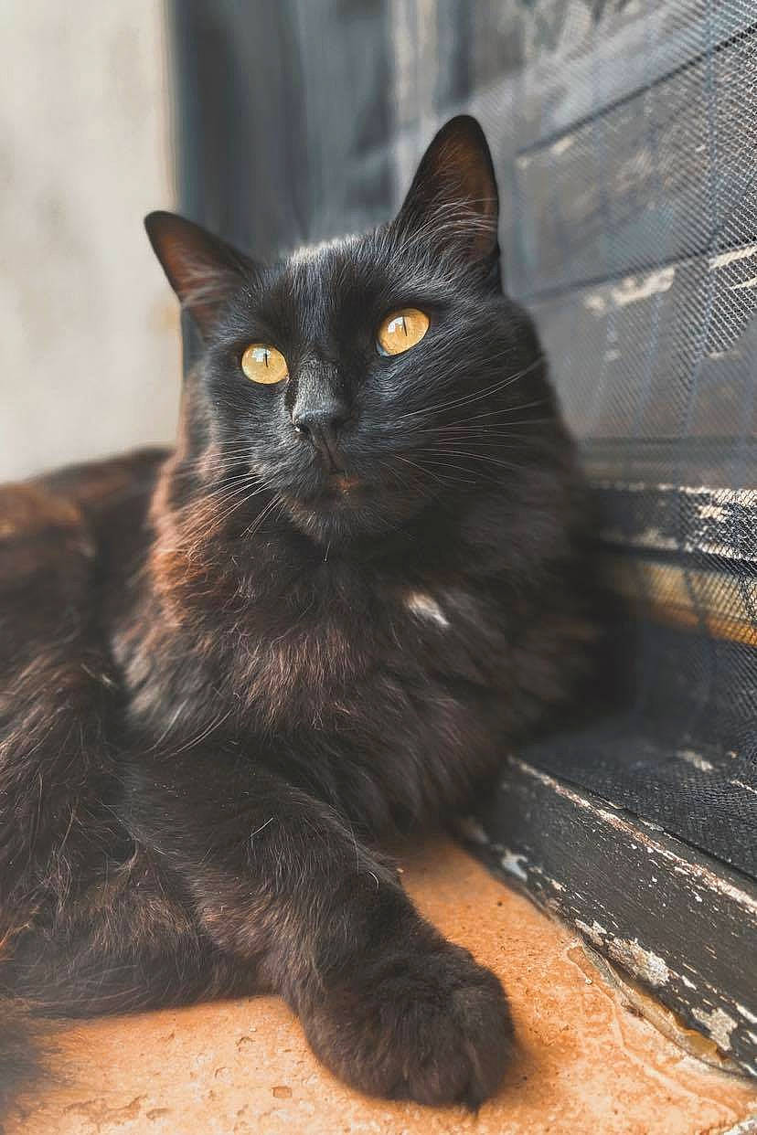 Basile a rejoint le concours — aidez-le/la à gagner de superbes lots ! black_cat, bombay, carnivore, cat, claw, domestic_short_haired_cat, felidae, fur, havana_brown, paw, sitting, small_to_medium_sized_cats, snout, tail, terrestrial_animal, whiskers, wildlife, window, wood