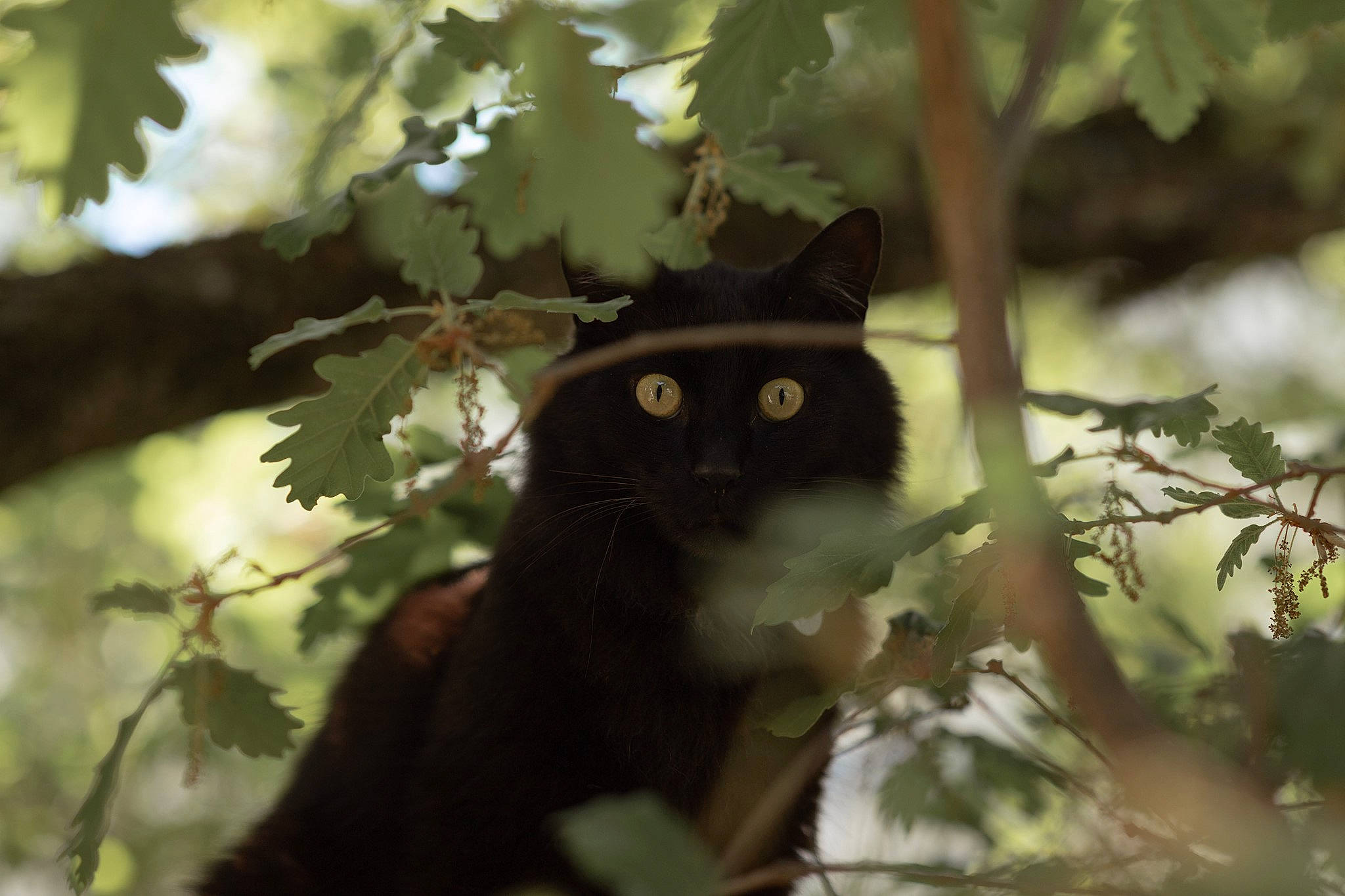 Basile a rejoint le concours — aidez-le/la à gagner de superbes lots ! branch, carnivore, cat, domestic_short_haired_cat, felidae, forest, fur, grass, plant, small_to_medium_sized_cats, snout, sunlight, tail, terrestrial_animal, tints_and_shades, tree, trunk, twig, whiskers, wood