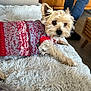 dog, small_dog, knitted_sweater, red_sweater, grey_sweater, blanket, shaggy_blanket, furniture, wooden_furniture, person, pants, blue_pants, indoor, pet, cozy, relaxed, lying_down, fur, cute, home