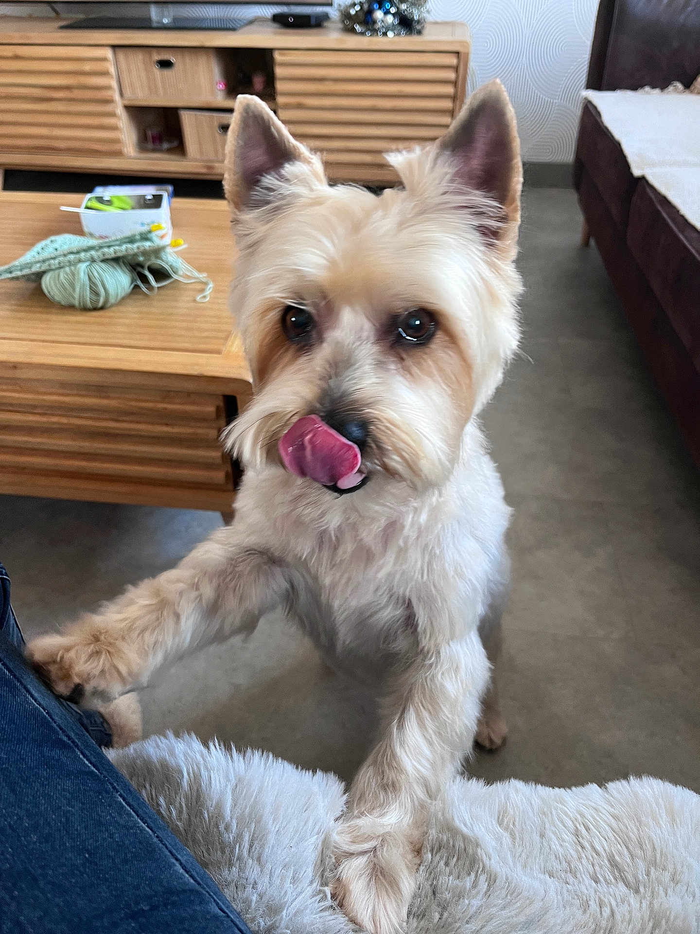 Ipsos participe au concours pour gagner de l'argent avec cette photo : dog, pet, indoor, living_room, fur, animal, cute, tongue, curious, playful, wooden_table, yarn, knitting, sofa, floor, ears, close_up, domestic_animal, furry, canine