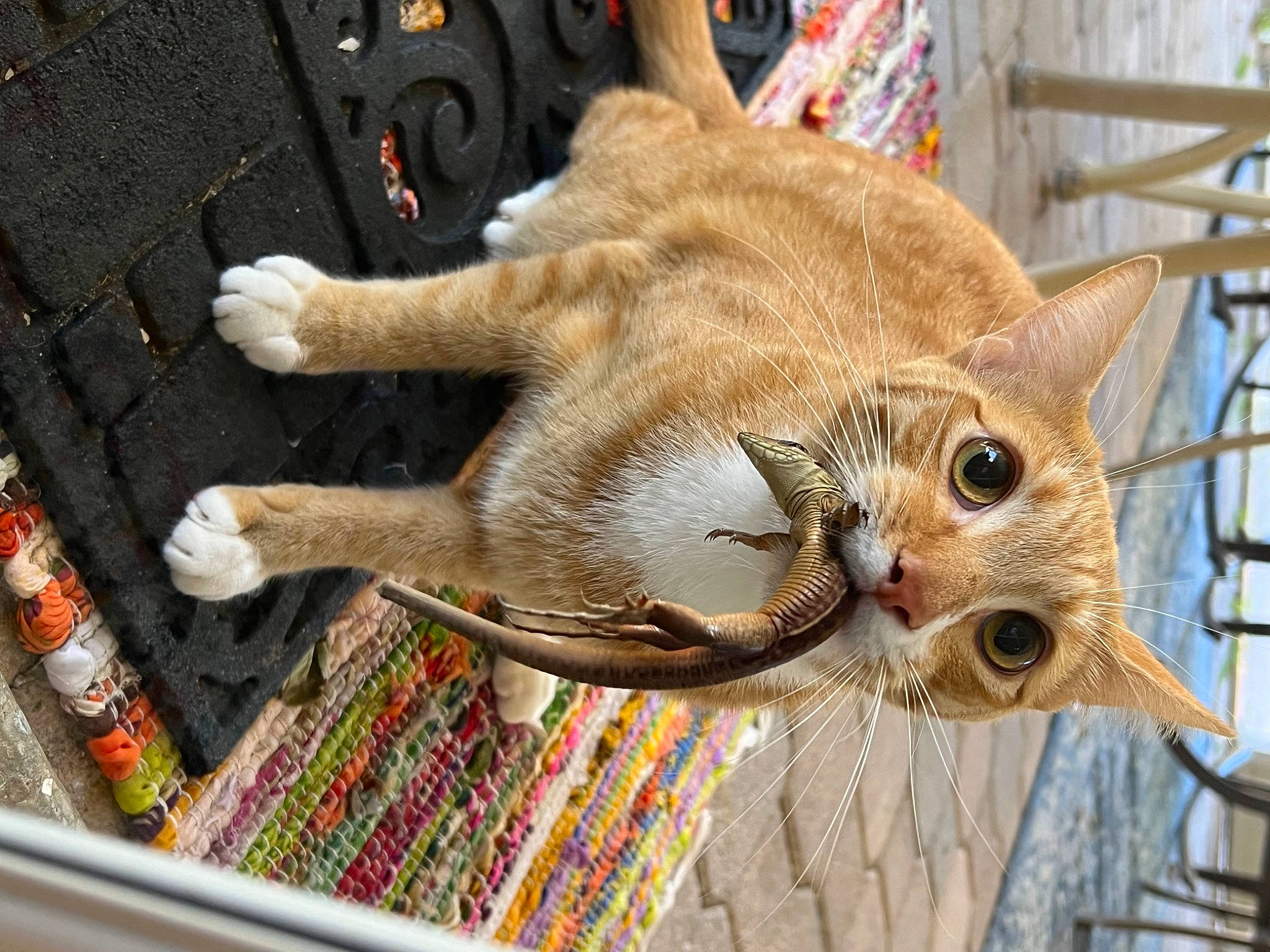 Axel joined the competition — help win amazing prizes! carnivore, cat, cat_supply, claw, domestic_short_haired_cat, fawn, felidae, fur, paw, pet_supply, small_to_medium_sized_cats, snout, tail, terrestrial_animal, whiskers, wood