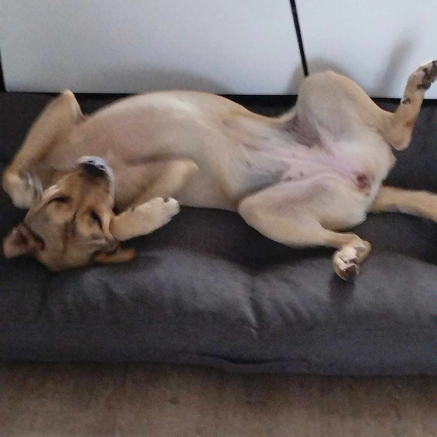 Tala