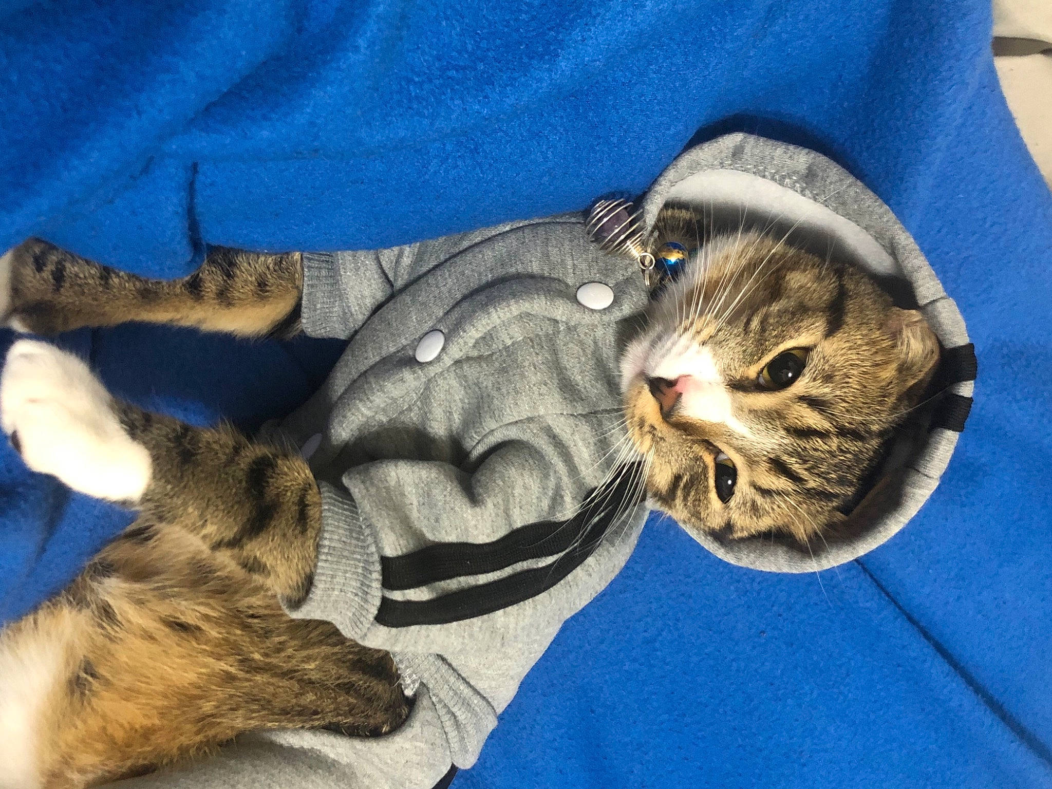 Amethyst is registered to the contest to win money with this photo: carnivore, cat, claw, comfort, domestic_short_haired_cat, ear, fawn, felidae, fur, german_shepherd_dog, gesture, hat, mammal, nap, paw, small_to_medium_sized_cats, snout, tail, vertebrate, whiskers