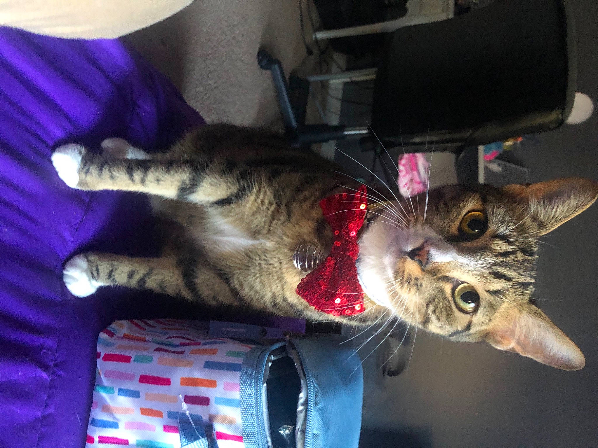 Amethyst is registered to the contest to win money with this photo: canidae, carnivore, cat, claw, collar, companion_dog, cone, dog_breed, domestic_short_haired_cat, fawn, felidae, fur, paw, small_to_medium_sized_cats, snout, sporting_group, tail, whiskers