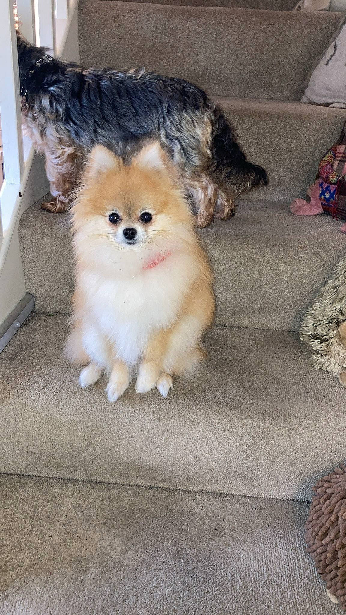 Bebé is registered to the contest to win money with this photo: carnivore, companion_dog, dog, dog_breed, fawn, felidae, flooring, fur, german_spitz, german_spitz_klein, german_spitz_mittel, home_appliance, kitchen_appliance, pomeranian, small_to_medium_sized_cats, spitz, tail, toy_dog, whiskers, working_animal