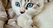 Blue a rejoint le concours — aidez-le/la à gagner de superbes lots ! kitten, cat, blue_eyes, close_up, fluffy, paw, whiskers, blanket, soft_texture, curious, indoor, resting, cute, pet, feline, young, animal, fur, sleepy, domestic