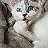 kitten, cat, blue_eyes, paw, licking, whiskers, fur, close_up, cute, pet, animal, cozy, blanket, soft, indoors, relaxed, sleepy, feline, young, domestic