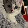 kitten, cat, pet, animal, cute, fluffy, gray, white, eyes, cozy, blanket, indoor, fur, young, small, resting, soft, comfort, portrait, closeup