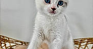 Blue a rejoint le concours — aidez-le/la à gagner de superbes lots ! animal, basket, blue_eyes, cat, curious, cushion, cute, ears, feline, fur, indoor, kitten, paws, pet, portrait, small, whiskers, white_fur, woven_basket, young