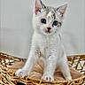 Blue a rejoint le concours — aidez-le/la à gagner de superbes lots ! kitten, cat, blue_eyes, white_fur, basket, woven_basket, cushion, pet, animal, cute, fur, whiskers, ears, paws, indoor, young, small, curious, portrait, feline