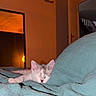 Blue a rejoint le concours — aidez-le/la à gagner de superbes lots ! kitten, sleeping, bed, blanket, indoor, cozy, orange_light, quiet, rest, cute, small, feline, fur, relaxation, home, comfort, soft, peaceful, animal, domestic