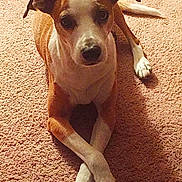 Redgie joined the competition — help win amazing prizes! animal, brown_and_white, canine, carpet, companion, crossed_legs, cute, dog, domestic, ears, friendly, fur, indoor, laying_down, looking_up, paws, pet, relaxed, snout, tail