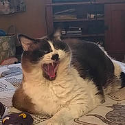 Molly joined the competition — help win amazing prizes! cat, feline, yawning, indoor, pet, animal, fur, whiskers, blanket, sock, resting, cute, domestic, cozy, mammal, tabby, sleepy, relaxed, household, closeup