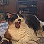 cat, feline, yawning, indoor, pet, animal, fur, whiskers, blanket, sock, resting, cute, domestic, cozy, mammal, tabby, sleepy, relaxed, household, closeup